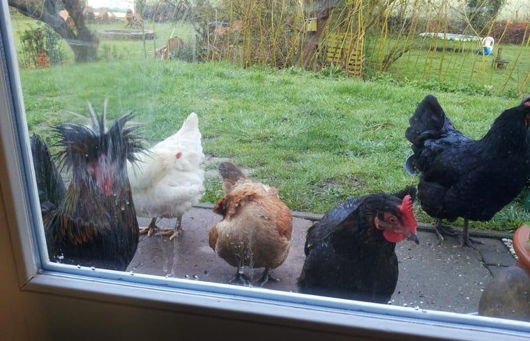 Verblijf 642908 - Vakantiewoning Zuid-Beveland - Vakantiehuisje in Lewedorp