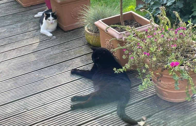 Verblijf 642908 - Vakantiewoning Zuid-Beveland - Vakantiehuisje in Lewedorp