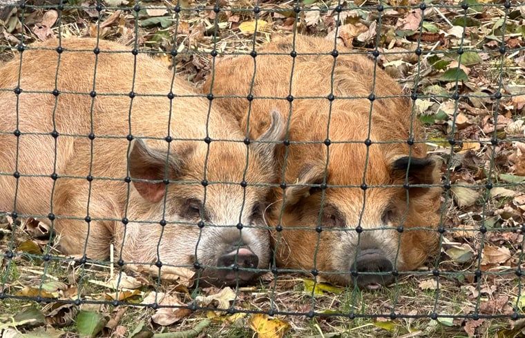 Verblijf 642908 - Vakantiewoning Zuid-Beveland - Vakantiehuisje in Lewedorp