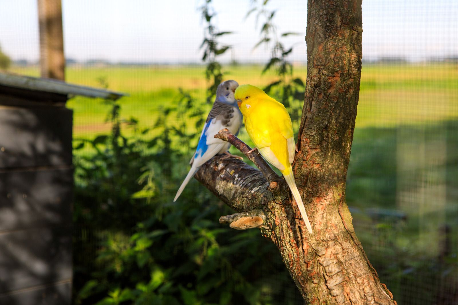 Entdecken Sie den farbenfrohen Blumengarten des Ferienhauses ZH487 in Goudriaan, Alblasserwaard, Suedholland, umgeben von ruhiger Natur.