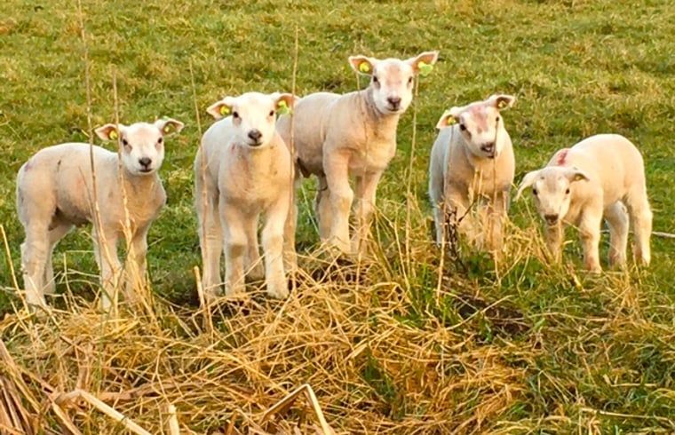 Schattige lammetjes in de omgeving van Huisje in Stolwijk, vakantieaccommodatie in Alblasserwaard.