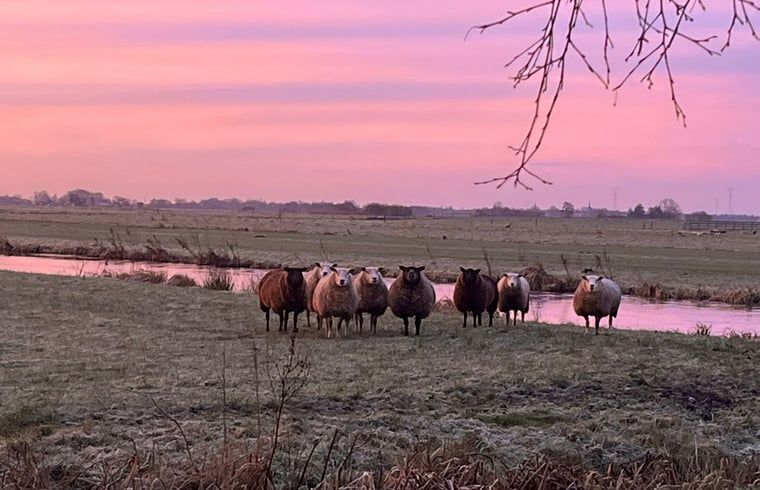 Schapen bij zonsondergang in de omgeving van Huisje in Stolwijk, vakantiehuis in Alblasserwaard.