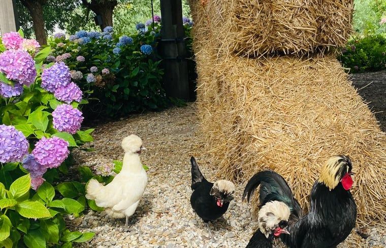 Verblijf 651603 - Vakantiewoning Alblasserwaard - Vakantiehuis in Stolwijk