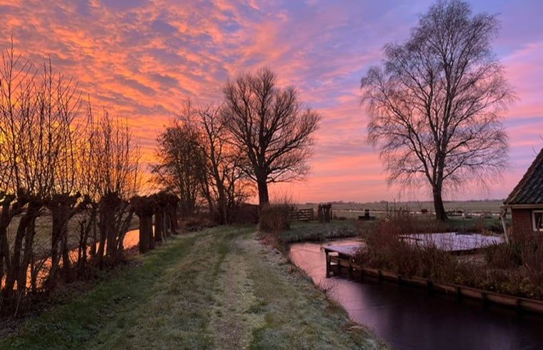 Sheep in the morning sun at Cottage in Stolwijk, vacation accommodation in Alblasserwaard, South Holland.