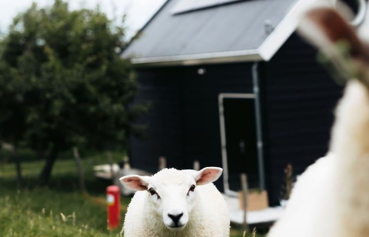 Guest house 651803 - Holiday property Alblasserwaard - Vakantiehuisje in Langerak