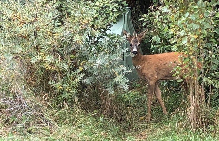 Hert in de natuur bij Vakantiehuis in Ouddorp, Goeree-Overflakkee, Zuid-Holland.