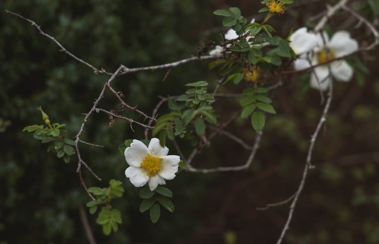 Unterkunft 6601160 - Ferienhaus Goeree-Overflakkee - Vakantiehuis in Ouddorp
