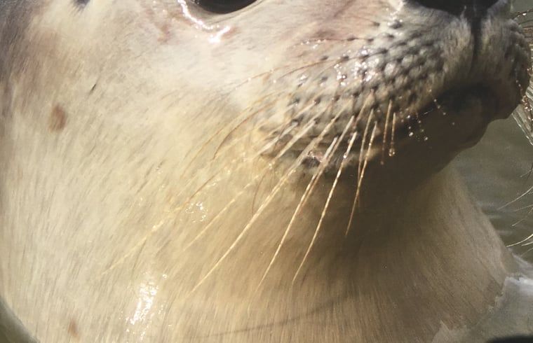 Verblijf 6601205 - Vakantiewoning Goeree-Overflakkee - Vakantiehuisje in Ouddorp aan zee