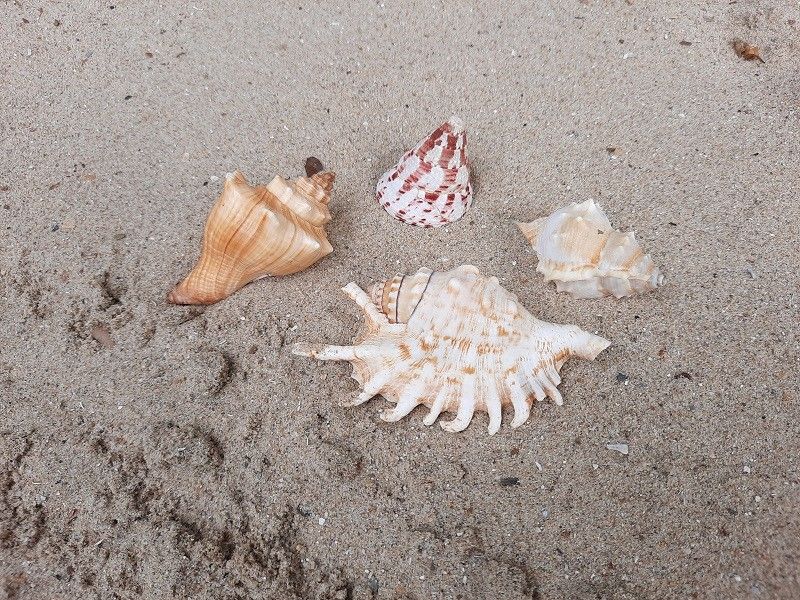 Guest house 6601206 - Chalet Schouwen-Duiveland - Chalet Sunrise met prive strandtuin