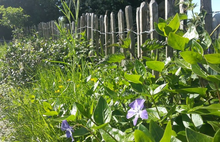 Bluehender Garten im Cottage in Ooltgensplaat, Ferienunterkunft in Goeree-Overflakkee.