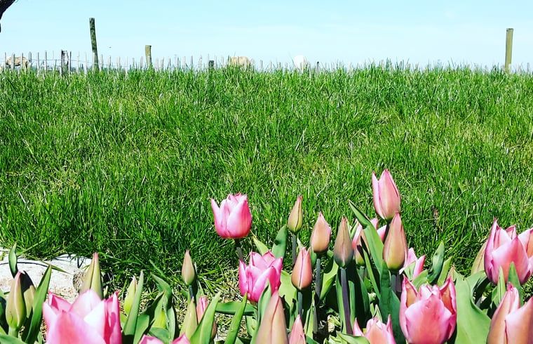 Schoene Tulpen im Garten von Huisje in Ooltgensplaat, Ferienunterkunft in Ooltgensplaat.