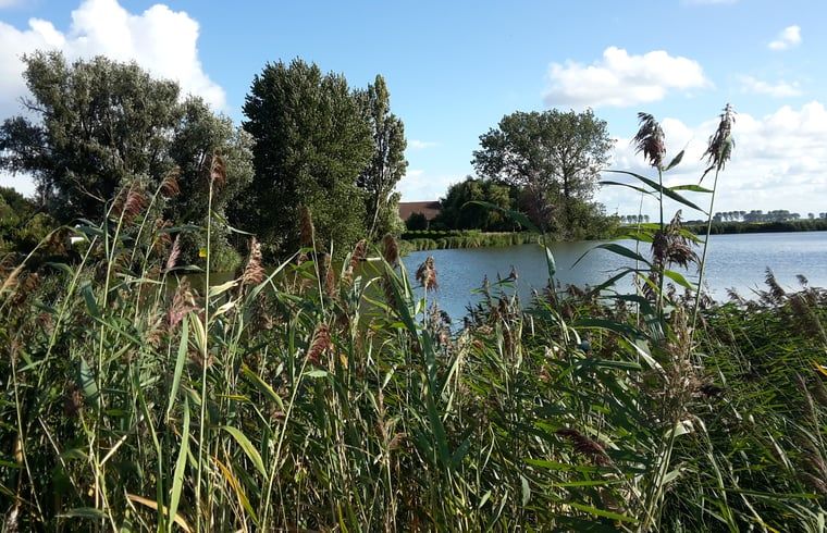 Ueppige Natur rund um Cottage in Ooltgensplaat, Ferienunterkunft in Suedholland.