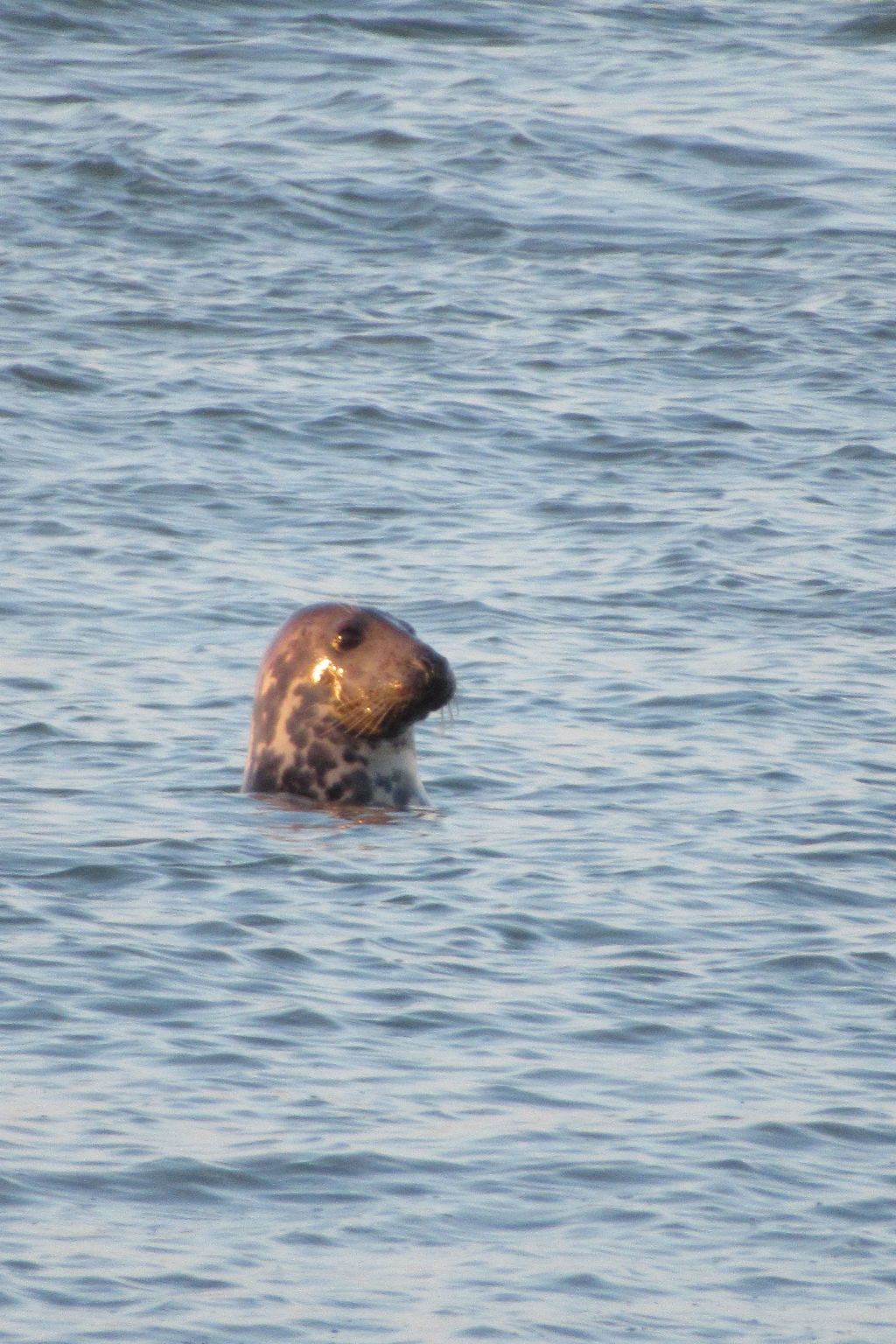 Verblijf 661021 - Appartement Goeree-Overflakkee - Appartement Gemütliches Mobilheim mit 3 Schlafzimmern