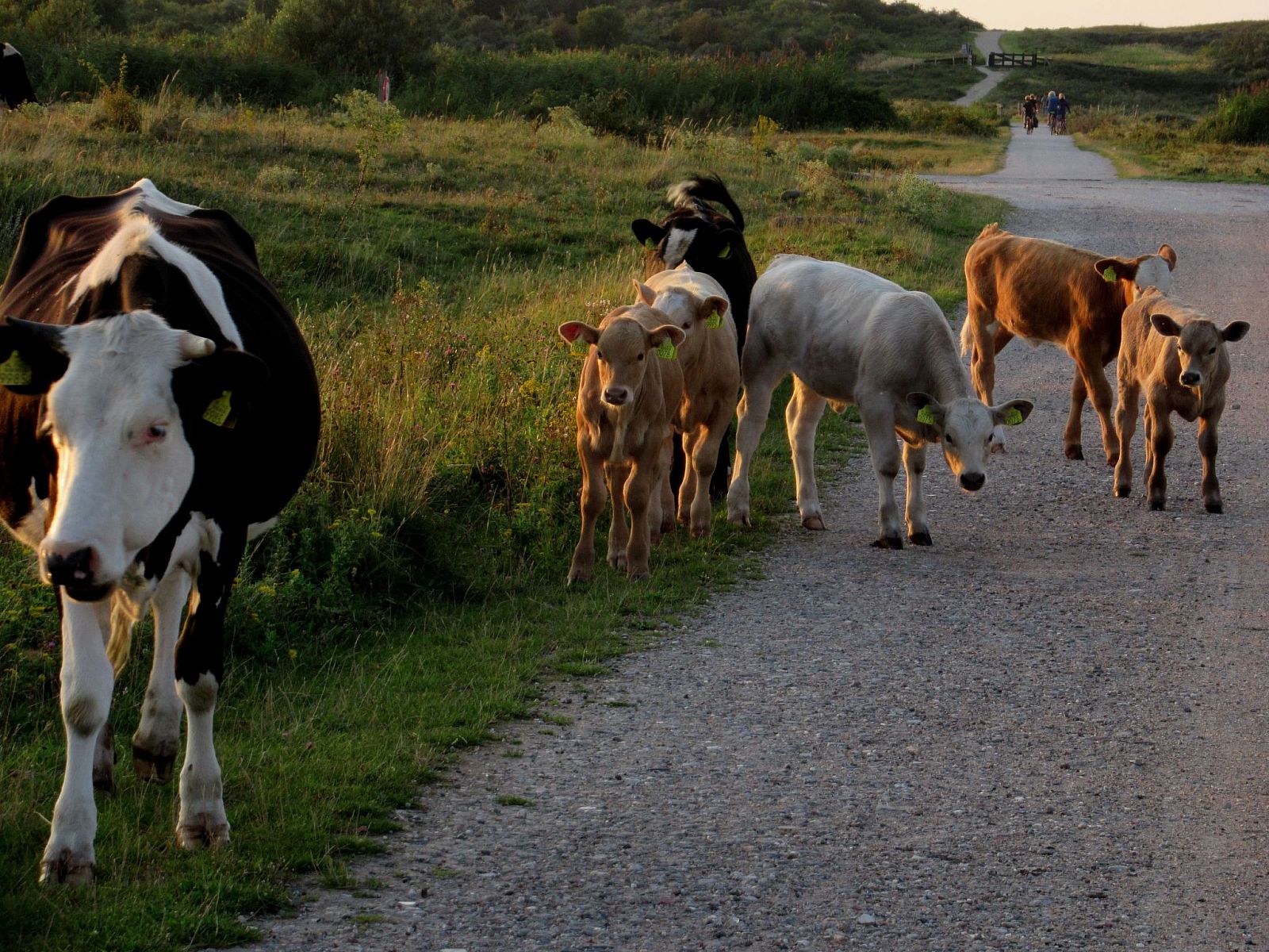 Verblijf 661021 - Appartement Goeree-Overflakkee - Appartement Gemütliches Mobilheim mit 3 Schlafzimmern