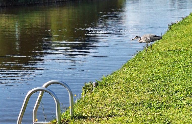 Heron on the waterfront at Holiday Home in Nieuwveen, Green Heart, South Holland.