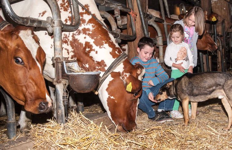 Children enjoy the farm experience at Holiday Home in Nieuwveen, Green Heart, South Holland.