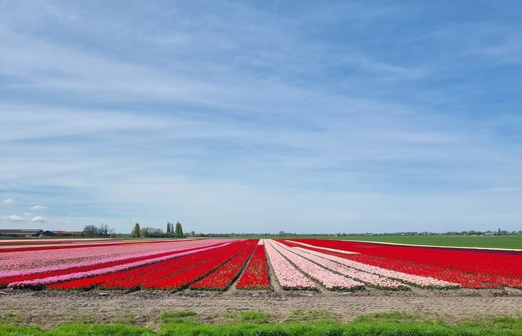 Bunte Tulpenfelder rund um Cottage in Nieuwveen, Ferienhaus im Gruenen Herzen, Suedholland.