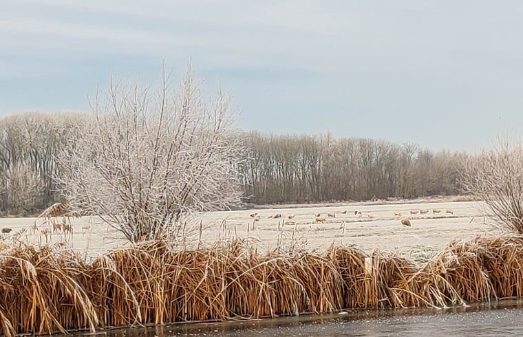 Winterlandschaft im Cottage in Nieuwveen, Ferienunterkunft in Green Heart, Suedholland.