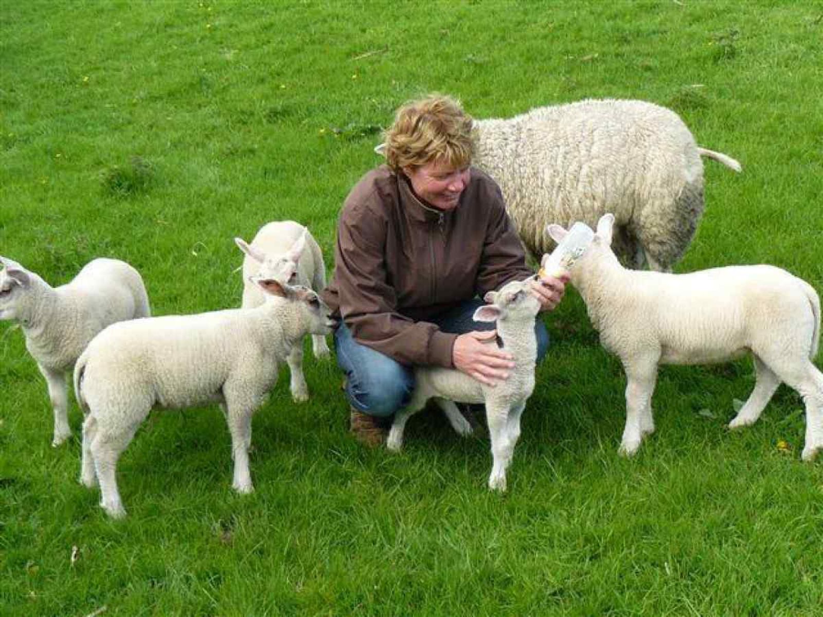 Unterkunft 671810 - Ferienhaus Groene hart - ZH058