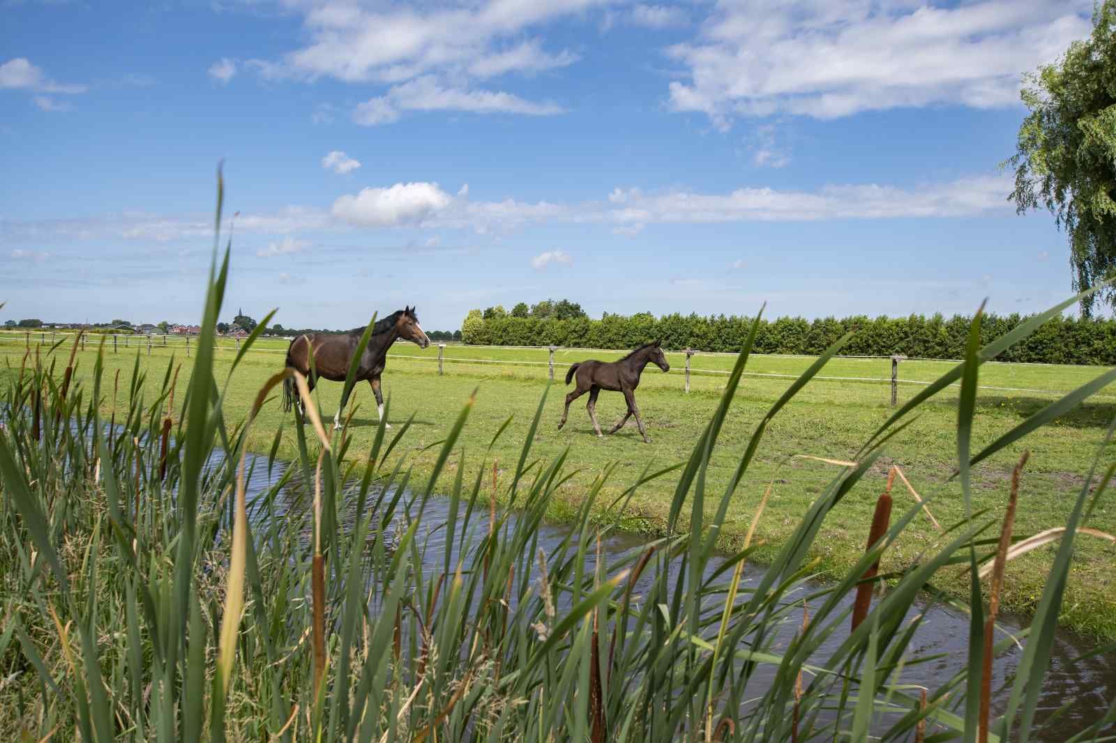Unterkunft 671810 - Ferienhaus Groene hart - ZH058