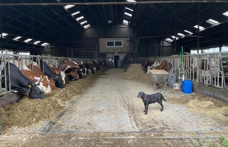 Guest house 673008 - Holiday property Groene hart - Vakantiehuisje in Leidschendam