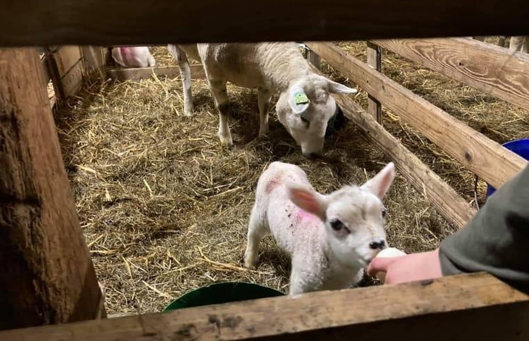 Guest house 673008 - Holiday property Groene hart - Vakantiehuisje in Leidschendam