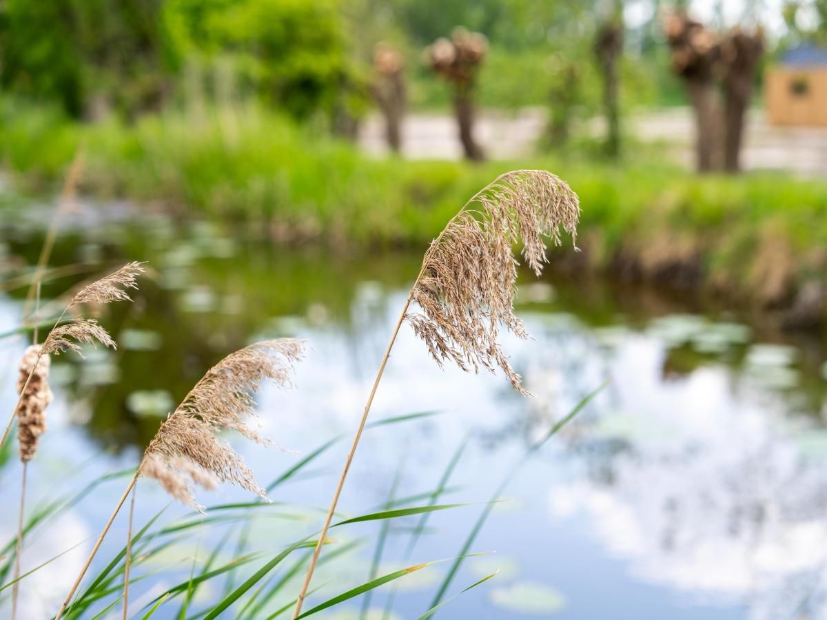 Verblijf 673509 - Vakantiewoning Groene hart - Kaag