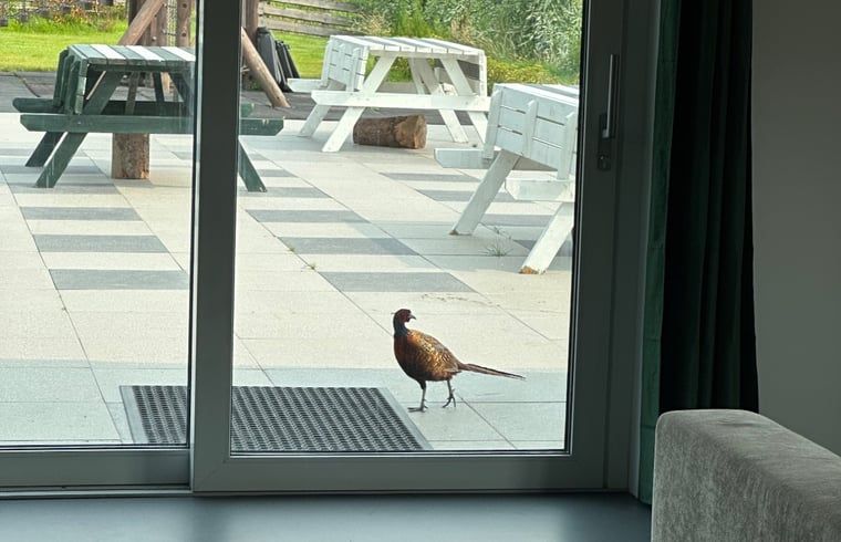 Unterkunft 674302 - Ferienhaus Groene hart - Vakantiehuis in Gouderak