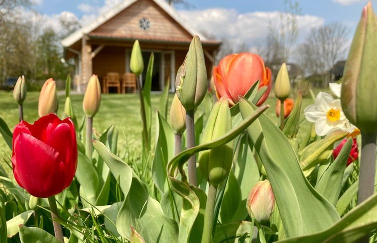 Guest house 674401 - Holiday property Groene hart - Vakantiehuis in Hazerswoude-Rijndijk