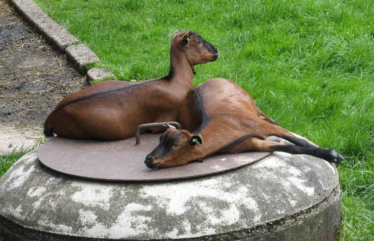 Verblijf 674503 - Vakantiewoning Groene hart - Vakantiehuisje in Vlist