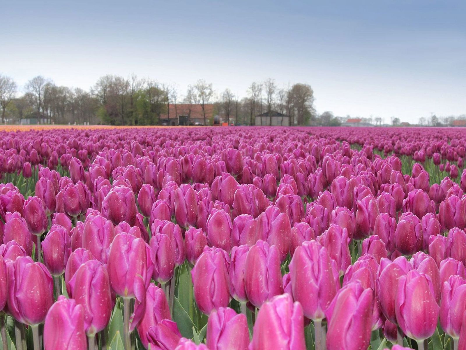 Guest house 6801106 - Holiday property Noordzeekust - Vakantiehuis MarBriliante