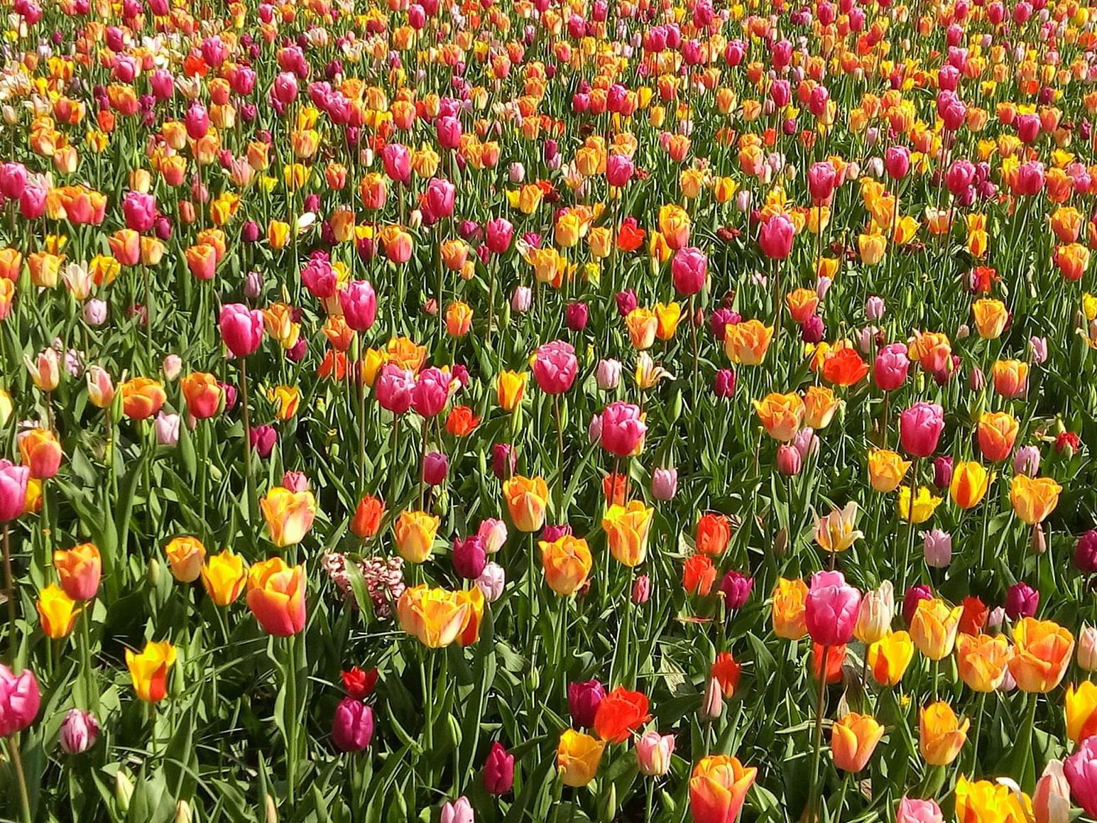 Guest house 6801106 - Holiday property Noordzeekust - Vakantiehuis MarBriliante