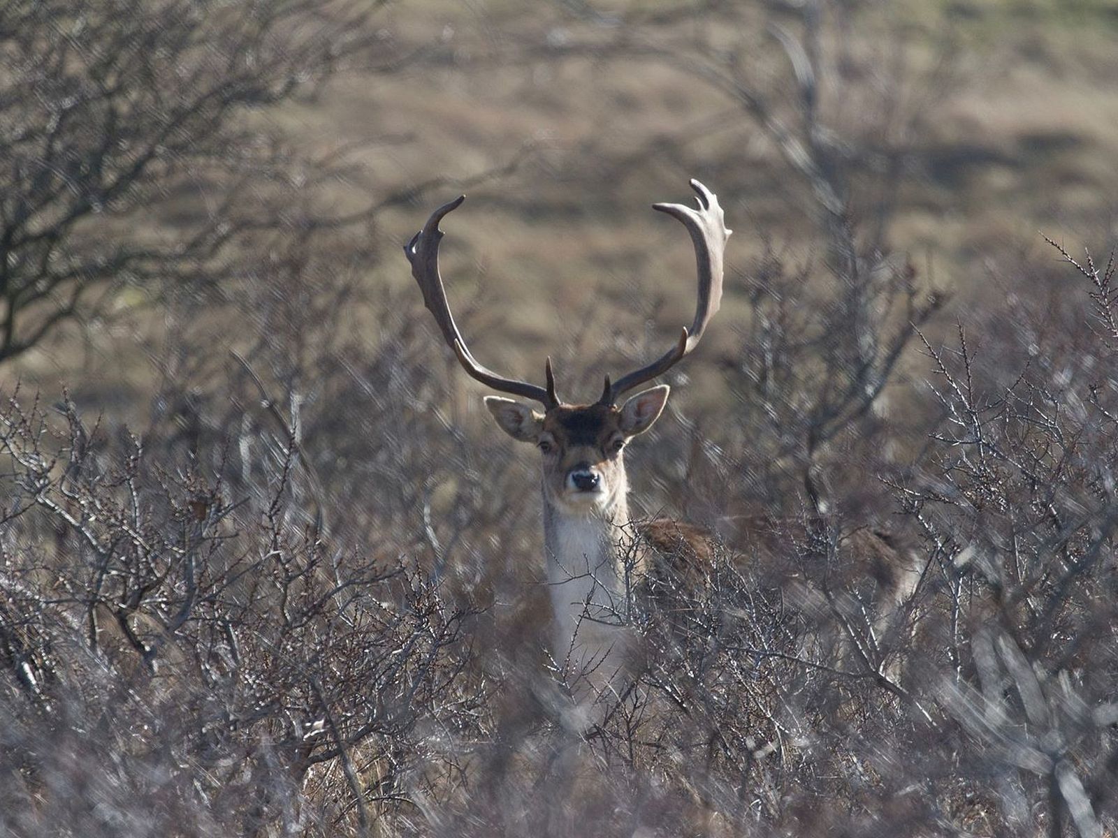 Unterkunft 680169 - Appartement Noordzeekust - Appartement Jazz, Noordwijk aan Zee