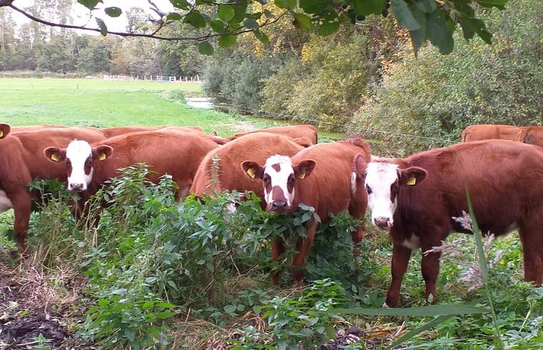 Surroundings of Cottage in Lisse with grazing cows, vacation home in South Holland.
