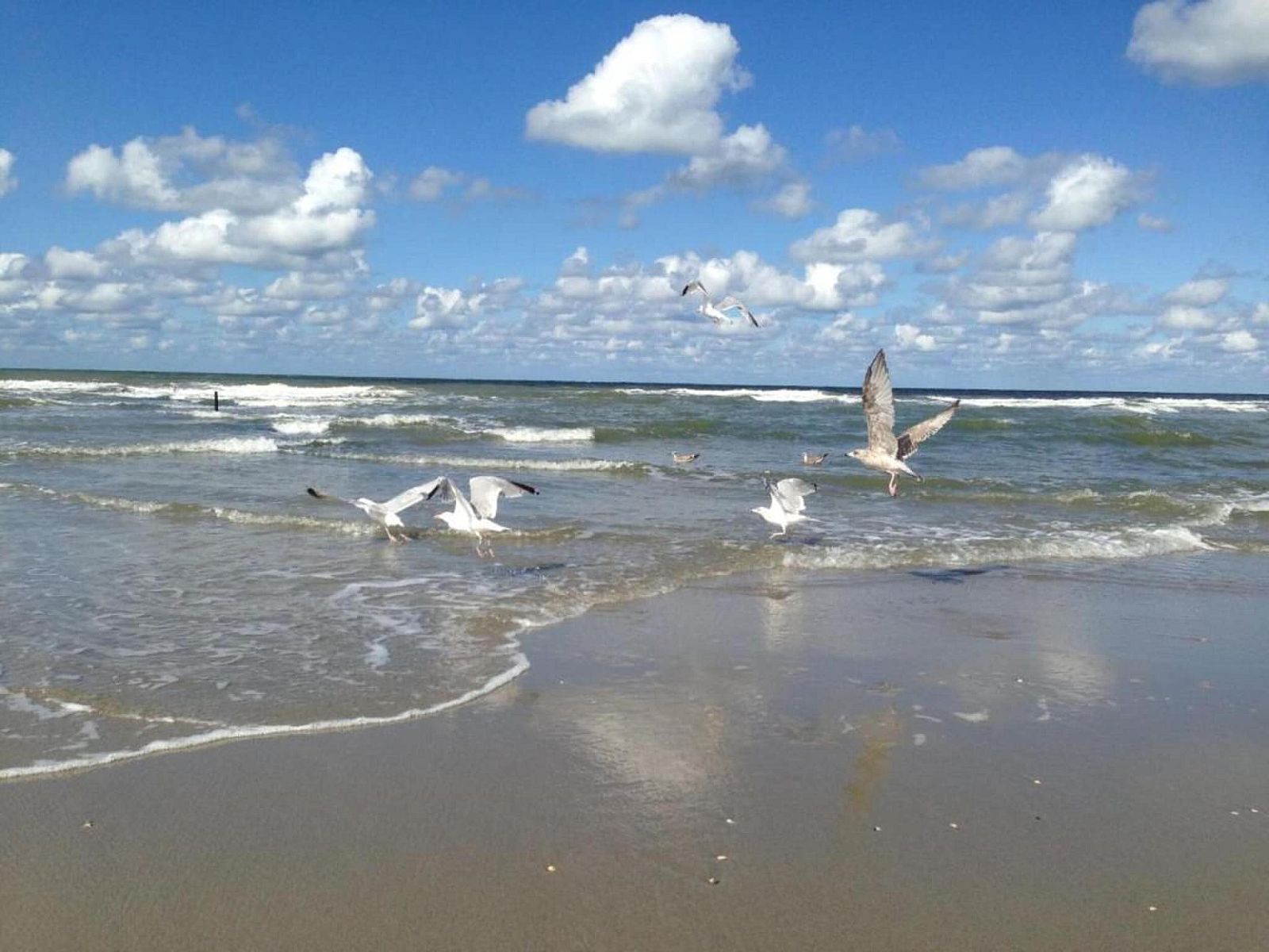 Guest house 681818 - Holiday property Noordzeekust - Strandpark Vlugtenburg 8