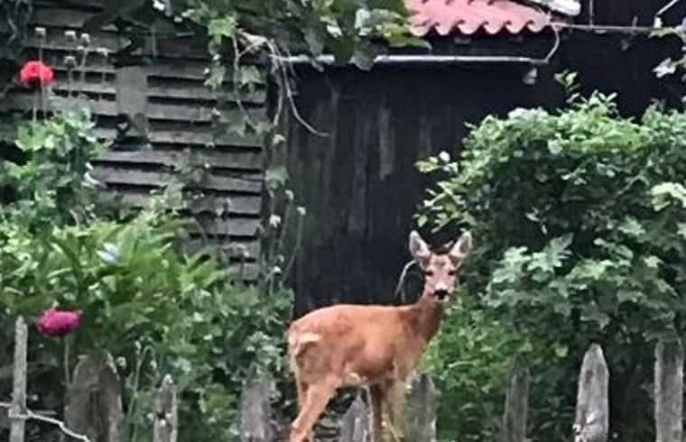 Deer near Holiday home in Oostvoorne, a natural spectacle in South Holland.