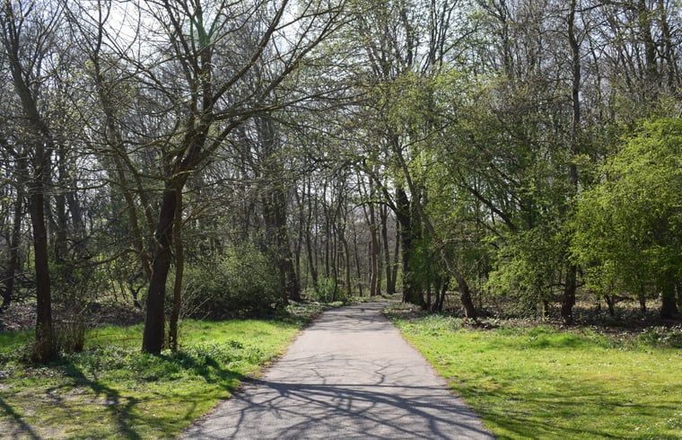 Wooded hiking trails around Holiday home in Oostvoorne, ideal for nature lovers.