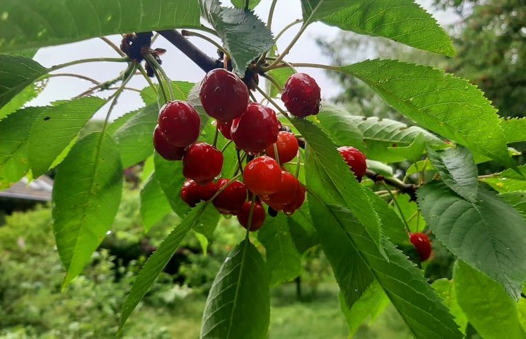 Guest house 710204 - Holiday property Rijk van Nijmegen - Vakantiehuis in Malden