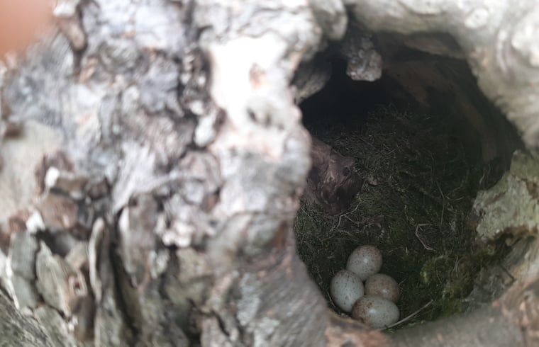 Guest house 710204 - Holiday property Rijk van Nijmegen - Vakantiehuis in Malden