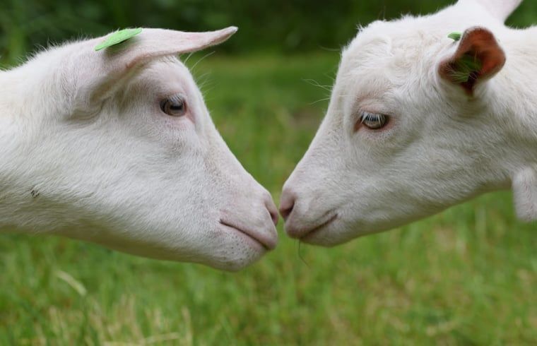 Unterkunft 712101 - Ferienhaus Rijk van Nijmegen - Vakantiehuis in Balgoij