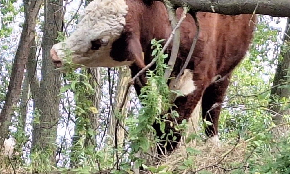 Unterkunft 990115 - Ferienhaus Salland - Borkerijck