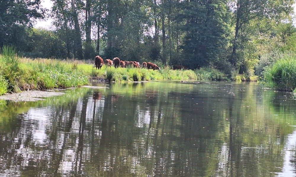Unterkunft 990115 - Ferienhaus Salland - Borkerijck