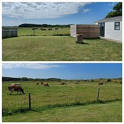 Enjoy the view of grazing cows in nature around Chalet Duunzicht, a vacation home in De Cocksdorp, Texel, Wadden Islands.
