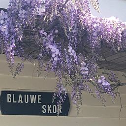Bungalow Slufterduin - De Blauwe Skor in De Cocksdorp, Texel, met prachtige paarse bloesems boven de ingang voor een sfeervol welkom.