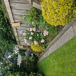 Bloeiende tuin van vakantiehuis Zeelucht in De Koog, Texel met kleurrijke bloemen.