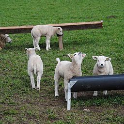 Unterkunft 0104159 - Ferienhaus Texel - NH010