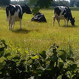 Herrliche Aussicht auf eine Wiese mit Kuehen vom Ferienhaus De Viersprong in Oosterend, Texel.