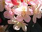 Guest house 027046 • Bed and Breakfast Rotterdam eo • Bed & Breakfast Walenburg  • 13 of 22