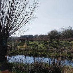 Natuurlijke omgeving bij Vakantiehuisje in Oudega, aan het Heegermeer in de Friese meren, ideaal voor natuurliefhebbers.