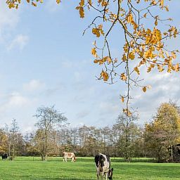 Unterkunft 130305 - Ferienhaus Bergumermeer - Huisje in Sumar